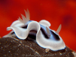 In Tubbataha reef. No editing on this photo - straight ou... by Andrew Macleod 